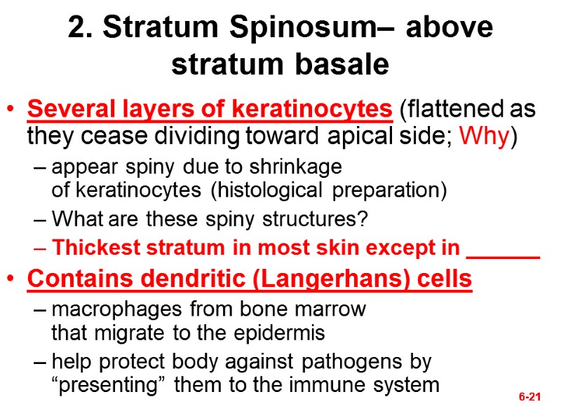 6-21 6-21 2. Stratum Spinosum– above stratum basale Several layers of keratinocytes (flattened as